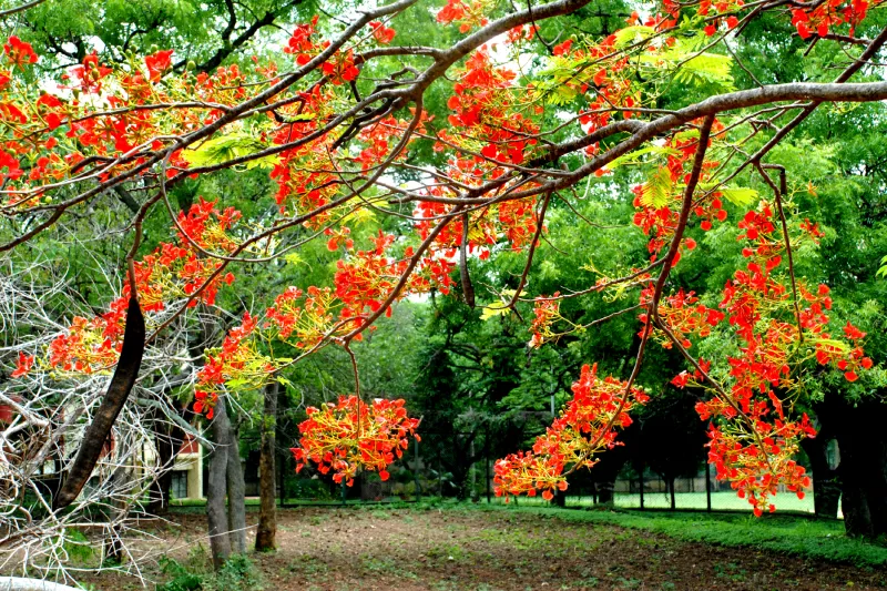 Gulmohar tree in full red-orange bloom, its branches spreading over a lawn