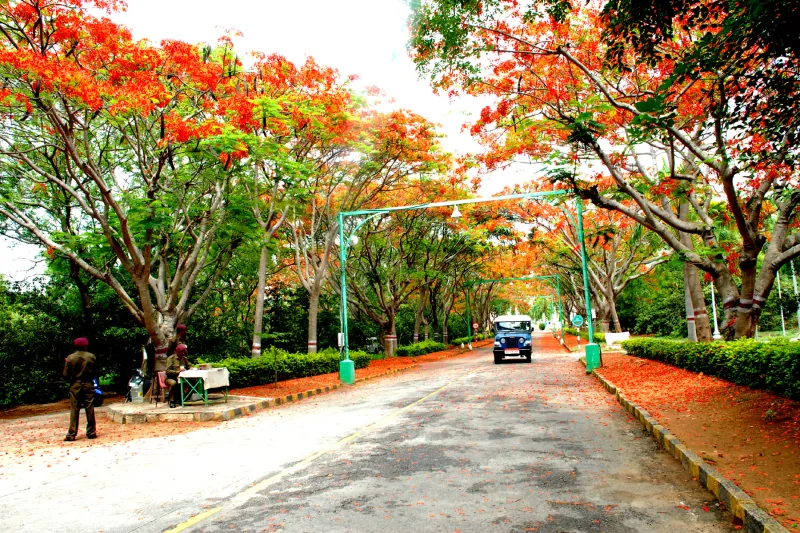 Wide campus road lined with flowering gulmohar trees and green hedges
