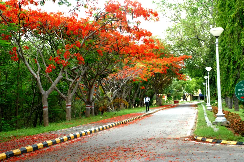 Sloping campus road bordered by gulmohar trees in bloom and street lights
