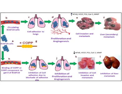 Cancer Research
